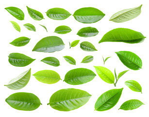 Canvas Print -  tea leaf isolated on transparent png