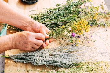 Women's hands hold a bunch of medicinal herbs. Woman herbalist doctor prepares herbal collection. Alternative medicine