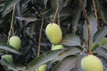 Green unripe mangoes hanging on tree, Mango cultivation and farming in rural area, Unripe sour mangoes hanging