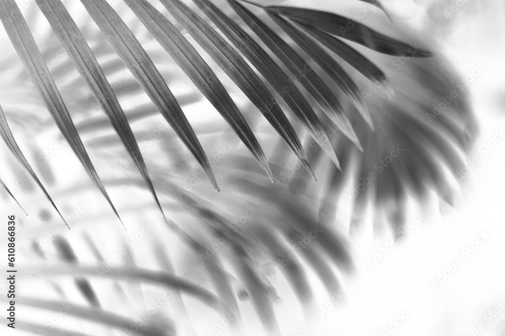 tropical branch black palm leaf with shadow on transparent background ...