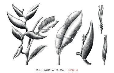 Heliconia bihai botanical hand draw vintage engraving style black and white clip art