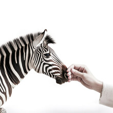 A Hand Caressing A Zebra