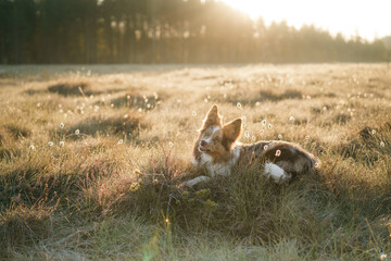 Wall Mural - joyful dog in grass at fog. Happy border collie in nature, at sunrise on field, swamp