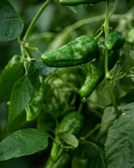 Wall Mural - Padron pepper plant. Green peppers on bush in drops of water. Hot Spanish pepper. Cultivation and ripening of pepper. Vegetables in garden, harvest. Farming. Side view. Close-up. Soft focus. 
