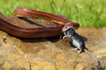 Canvas Print - The corn snake (Pantherophis guttatus) with prey on a green background. A color mutation of a corn snake in a typical hunting position.