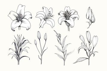 Sticker - Set of hand drawn botanical flowers line art  . Collection of various blooming plants with stems and leaves isolated on white. Floral decoration or gift Generative AI