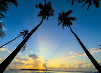 Summer with  sunbeam and colorful theme as palm trees background as texture frame background