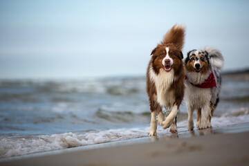 Australian Shepherd dog runs happily on a sandy beach by the Baltic Sea