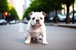 Small abandoned cute purebred bulldog puppy is sitting on road, in middle of street. Ai generative. Concept of caring for pets and animal shelters