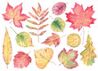 A set of watercolor autumn leaves. Hand-drawn illustration of leaves of different shapes and sizes in red yellow and green.