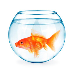 Wall Mural - Goldfish in aquarium isolated on white background.