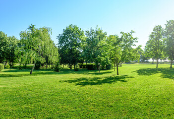 Canvas Print - sunny landscape of green lawn and trees in summer park