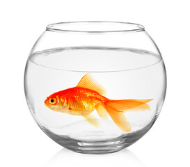 Wall Mural - Goldfish in aquarium isolated on white background.