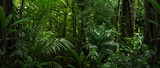 Tropical rain forest in Central America