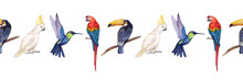 Watercolor Seamless Border With Tropical Birds On A White Background. Macaw Parrot, Cockatoo Parrot, Hummingbird, Bee-eater. Illustration Of Exotic Birds. Ribbon, Decoration, Scrapbooking, Design.