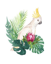 Watercolor Illustration Of A Cockatoo Parrot In Tropical Colors. Exotic Bird, Protea Flower And Monstera. Tropical Print, Typography And Design
