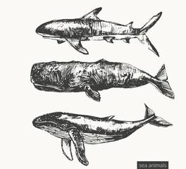 Vector sea animals illustration