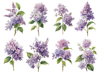 Watercolor lilac set on transparent background. Generative Ai