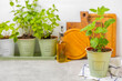 © Avocado_studio - Potted fresh garden herbs. Seedling. Spicy spice and herb seedling.Assorted fresh herbs in a pot.Home aromatic and culinary herbs.Copy space.