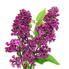  Branch of purple lilac isolated on a white background