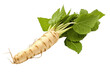 Horseradish root isolated on transparent background. PNG file, cut out. Generative AI. Digital Art Illustration