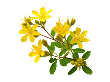 St John S Wort Plant Isolated On Transparent Background. PNG File, Cut Out. Generative AI. Digital Art Illustration