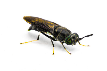 black soldier fly - Hermetia illucens - common widespread fly of the family Stratiomyidae known for recycling organic waste and generating animal feed. Isolated on white background. Side front view