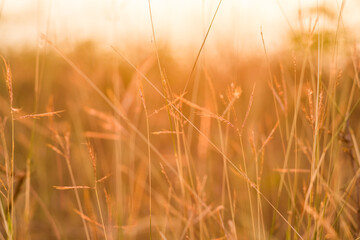 Canvas Print - close up grass flower on sunset background