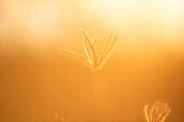 Wall Mural - close up grass flower on sunset background