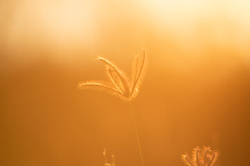 Wall Mural - close up grass flower on sunset background