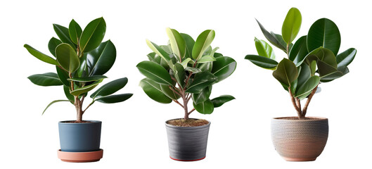 PNG tree leaf and small plant, PNG transparent, AI generate