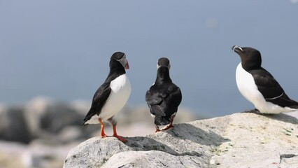 Poster - Atlantic Puffin off the coast of Maine 