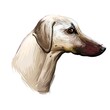 Sloughi dog hound originated from Africa digital art. Watercolor portrait of African pet with short haired coat, doggy with smooth fur and long muzzle