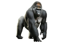 Gorilla Stand On Isolated