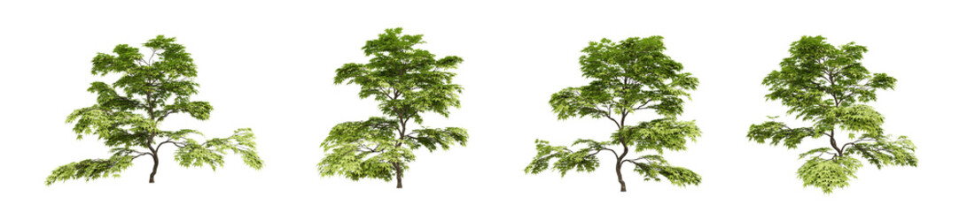 Wall Mural - acer palmatum trees on transparent background, 3d render illustration.