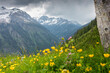 Blumenwiese mit Blick in die Alpen