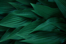 Dark Green Leaves, Details Textured Floral Background
