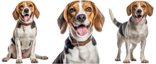 Dog Collection, Happy Beagle Set (portrait, Sitting And Standing) Isolated On White Background As Transparent PNG, Generative AI Animal Bundle