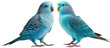 Bundle of two blue parakeets isolated on white background as transparent PNG, generative AI animal