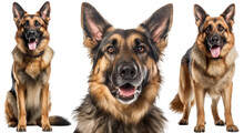 Collection Of Three Dogs, Happy German Shepherds Set (portrait, Sitting And Standing) Isolated On White Background As Transparent PNG, Generative AI Animal Bundle