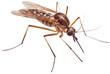 Closeup of a mosquito insect isolated on white background as transparent PNG, generative AI animal