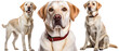 Collection of three dogs, happy labrador set (portrait, sitting and standing) isolated on white background as transparent PNG, generative AI animal bundle