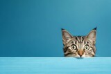 Fototapeta Zwierzęta - Frightened Cat Peeks Behind Corner. Generative AI