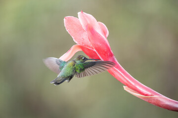 Wall Mural - colourful hummingbird in the Costa Rican rainforest