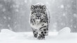 the snow leopard is walking through the snow, in the style of black and white imagery, richly layered, gloomy, color splash, dark silver and light gray, snow leopar, 8k, 4k, hd wallpaper