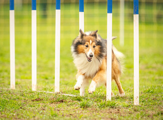 a cut shetland dog does agility 