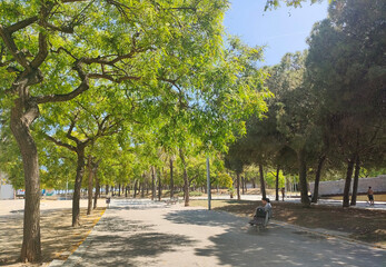 trees in the park