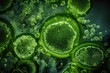 Algae, microalgae macro. biotechnology, science. Flat lay, top view. Biofuel research process in laboratory. Generative AI