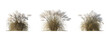 Set of Dry Miscanthus sinensis 'Kaskade' grass isolated png on a transparent background perfectly cutout high resolution