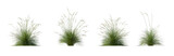 Fototapeta  - Set of Prairie dropseed Sporobolus heterolepis grass isolated png on a transparent background perfectly cutout high resolution